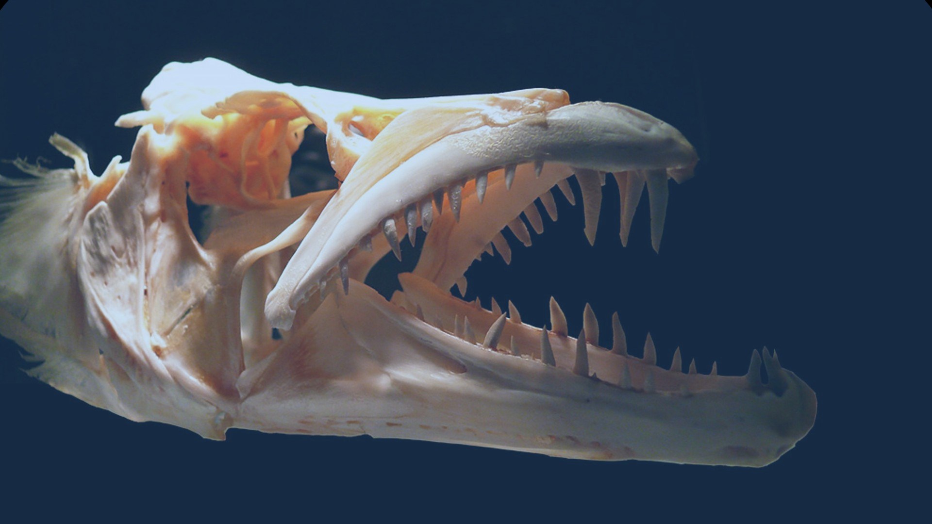 Extinct-formats